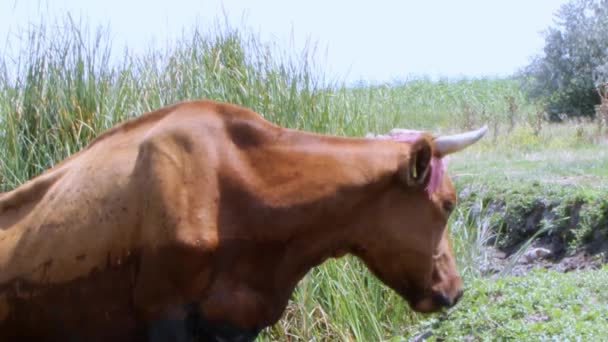 Brown Cow White Spots Grazes Meadow Summer Sunny Day Close — Stock Video