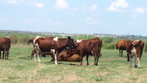 晴れた暑い日に草原で白い斑点を持つ美しい茶色の牛の群れ — ストック動画