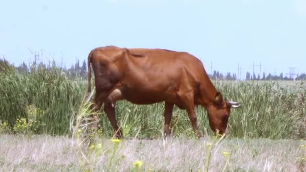 Mucca Bruna Pascolo Prato Vicino Fiume Una Giornata Estiva Soleggiata — Video Stock