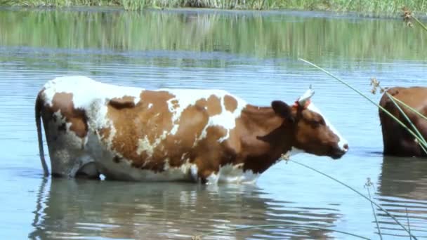 Eine Schöne Braune Kuh Mit Weißen Flecken Steht Fluss Und — Stockvideo