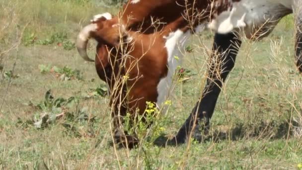 Vaca Marrom Pastando Prado Perto Rio Dia Ensolarado Verão Calmamente — Vídeo de Stock