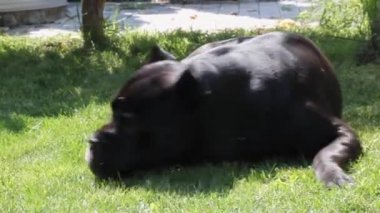 Güzel bir genç siyah Baston Corso köpek bir yaz günü yeşil çim üzerinde yatıyor.
