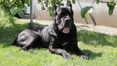 Güzel bir genç siyah Baston Corso köpek bir yaz günü yeşil çim üzerinde yatıyor.