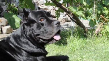 Güzel bir genç siyah Baston Corso köpek bir yaz günü yeşil çim üzerinde yatıyor.