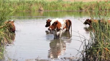 beyaz lekeler ile güzel bir kahverengi sıcak bir yaz gününde ısı kaçan nehir duruyor