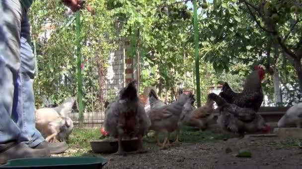 Giardiniere Residente Estate Alimenta Suo Pollo Che Contiene Sulla Trama — Video Stock