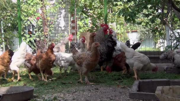 poulets dans la cour creuser dans l'herbe et picorer le grain 