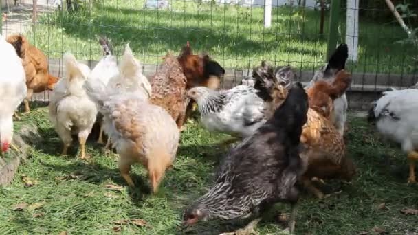 Chickens Yard Digging Grass Pecking Grain — Stock Video