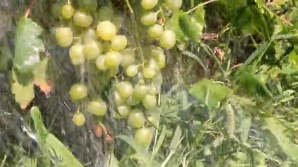 Tros Druiven Stromende Regen Een Zonnige Zomerdag — Stockvideo