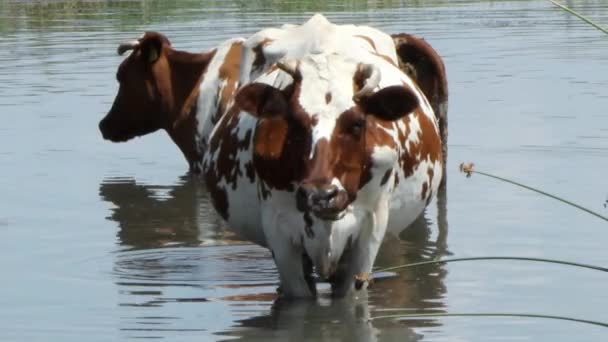 Een Mooie Bruine Koe Met Witte Vlekken Staat Rivier Kauwt — Stockvideo