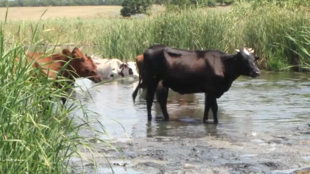 Καλοκαίρι Απόγευμα Αγελάδες Μπήκαν Στον Δροσερό Ποταμό Και Διαφεύγουν Από — Αρχείο Βίντεο