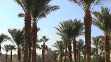 güneşli bir yaz gününde Mısır'da güzel bir otelde mavi bir gökyüzüne karşı hafif bir esinti yeşil palmiye ağaçlarının dalları sallar