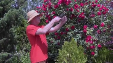 Yaz güneşli bir günde, şapkalı genç bir adam çalılığın güzelliği için mezhepçilerle bir arsada yetişen bir gülü kesiyor.