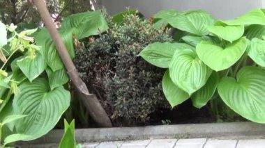 Bir yaz günü, bir villada, genç bir adam onu atmak için yerden hasta bir boxwood çalısı kazıyor.