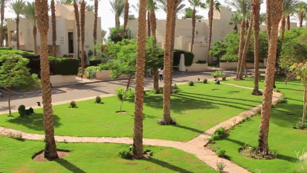 在埃及一家美丽的酒店 绿树的树枝在微风中摇曳 在蓝天上摇曳 这是一个阳光明媚的夏日 — 图库视频影像