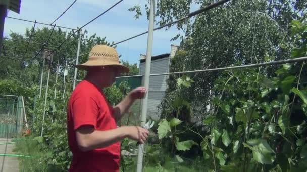 Солнечный Летний День Молодой Человек Шляпе Режет Виноградную Лозу Черносливом — стоковое видео