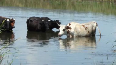 beyaz lekeler ile güzel bir kahverengi sıcak bir yaz gününde ısı kaçan nehir duruyor