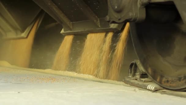 Ricezione Grano Vagone Merci Una Ferrovia Presso Ascensore Grano Corre — Video Stock