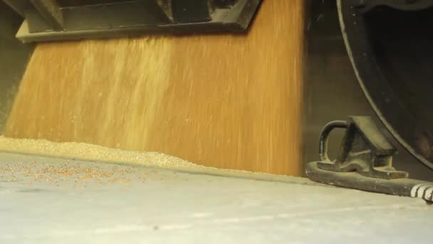 Grain Reception Freight Car Railway Elevator Grain Runs Beautiful Flow — Stock Video