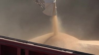 Bir kargo gemisinde tahıl taşıma makinesiyle denizden taşınması için tahıl yüklemenin nasıl yapıldığını videoya çek. Gemi limanda buğdayla dolu. Buğday ihracatı. Deniz ihracatı. Tarım