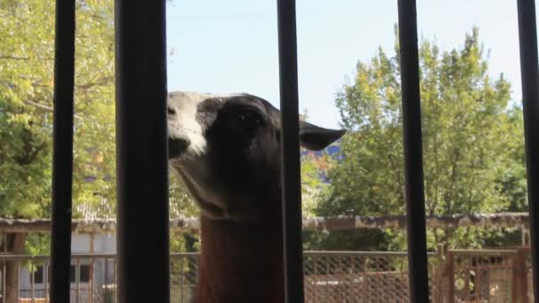 Lama Guanaco Adulto Zoológico Mastiga Pastilha Elástica Olha Para Visitantes — Vídeo de Stock