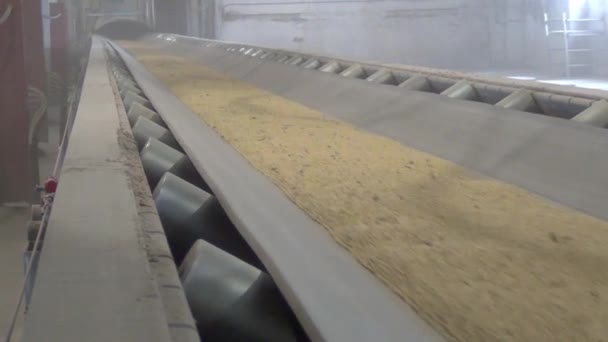 Getreide Bewegt Sich Über Ein Förderband Weizen Wird Der Mühle — Stockvideo