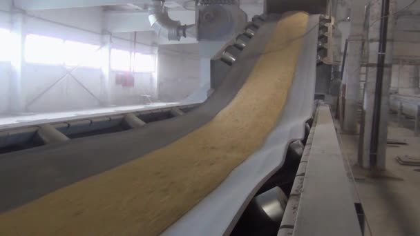 谷物沿着输送带流动 小麦在磨坊中被运送到干燥和研磨的地方 小麦被磨成面粉 输送机上的麦粒 面粉厂的粮仓 — 图库视频影像