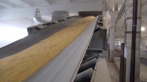 Grain Moves Conveyor Belt Wheat Transported Drying Grinding Mill Wheat — Stock Video