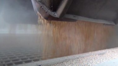 Bir yük vagonundan gelen tahıl resepsiyonu bir asansörde, tahıllar güzel bir akış içinde, yakın çekim.