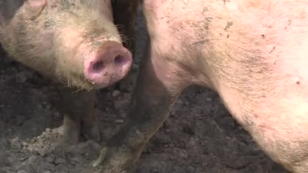 Varken-Farm met veel varkens — Stockvideo