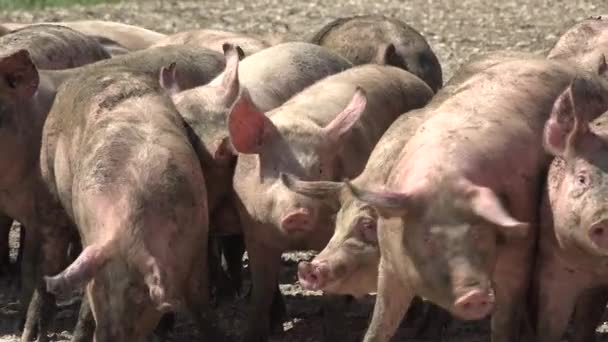 Pig farm with many pigs — Stock Video