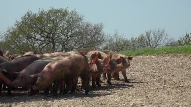 Ferme porcine avec de nombreux porcs — Video