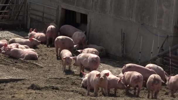 Pig Farm med många svin — Stockvideo