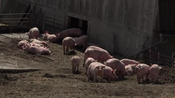 Свиноферма з багато свиней — стокове відео
