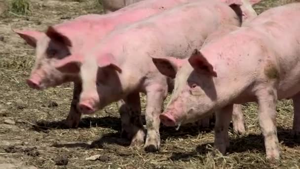 Pig farm with many pigs — Stock Video