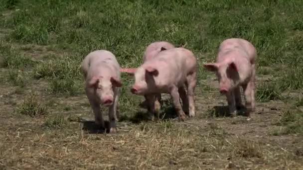 Pig Farm med många svin — Stockvideo