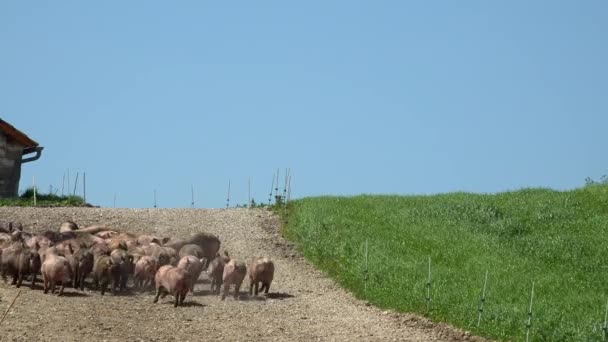 Schweinemastanlage mit vielen Schweinen — Stockvideo