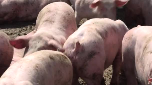 Pig farm with many pigs — Stock Video