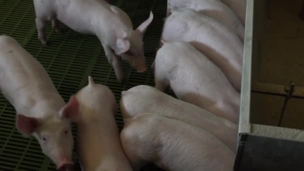 Pig farm with many pigs — Stock Video