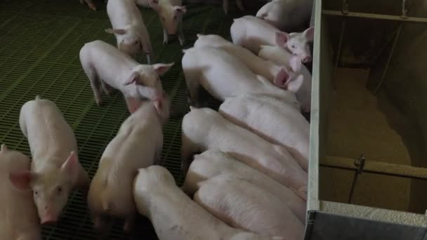 Granja de cerdos con muchos cerdos — Vídeos de Stock