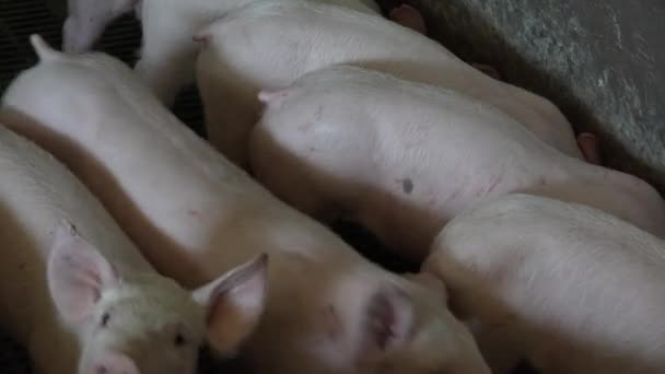 Pig Farm med många svin — Stockvideo