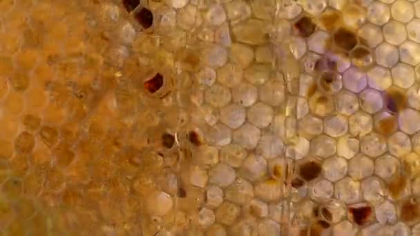 Honing kam. fragment van honingraat, abstracte achtergrond. — Stockvideo