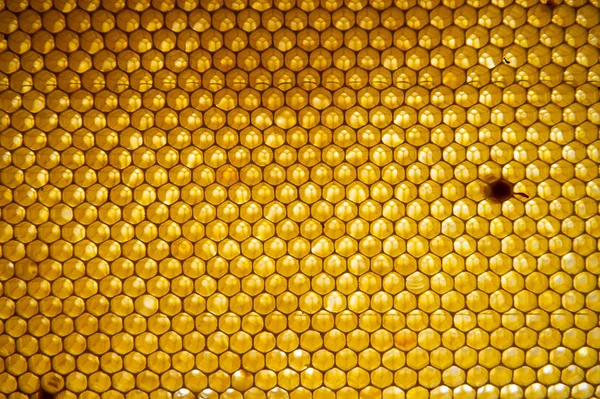 Honing Kam Fragment Van Honingraat Abstracte Achtergrond Frankrijk Europa — Stockfoto