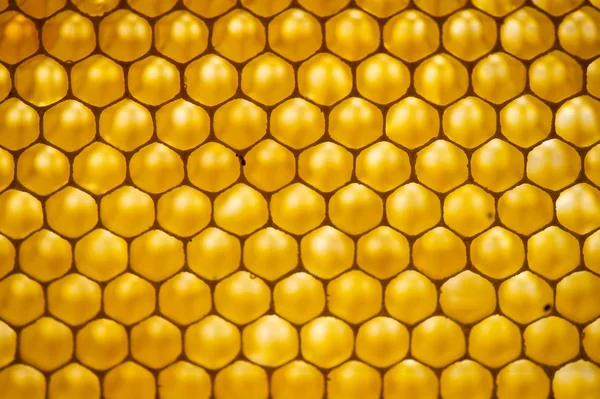 Honey Comb Fragment Honeycomb Abstract Background France Europe — Stock Photo, Image