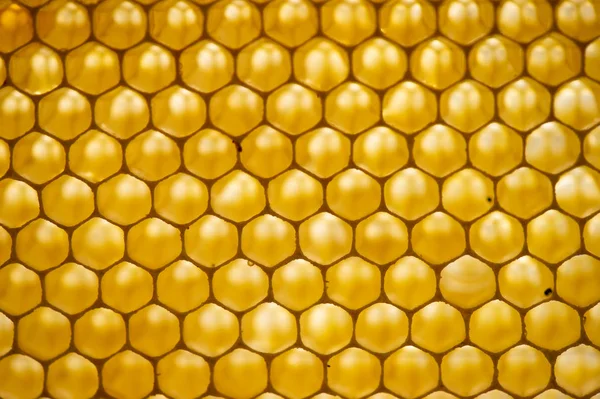 Honigwaben Wabenfragment Abstrakter Hintergrund Frankreich Europa — Stockfoto