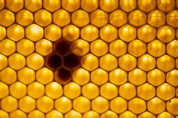 Honigwaben Wabenfragment Abstrakter Hintergrund Frankreich Europa — Stockfoto