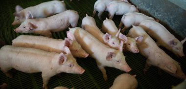 Yerli domuzlar. Domuzlar bir çiftlik köyü, Fransa