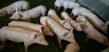 Yerli domuzlar. Domuzlar bir çiftlik köyü, Fransa