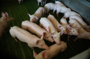 Yerli domuzlar. Domuzlar bir çiftlik köyü, Fransa