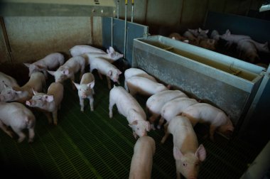 Yerli domuzlar. Domuzlar bir çiftlik köyü, Fransa